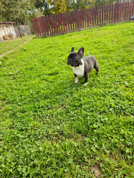 Femelă Bulldog Francez