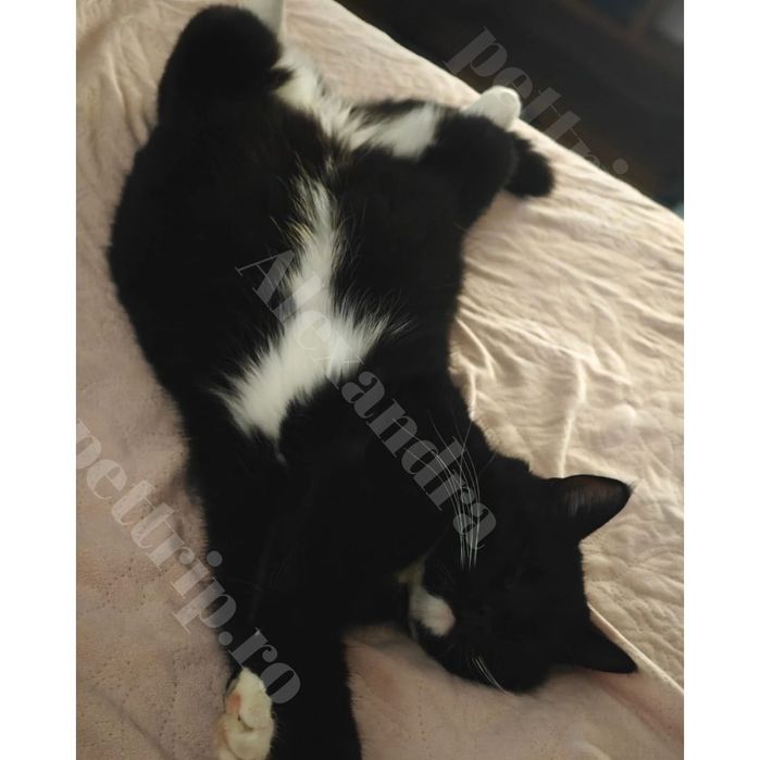 Cazare animale/Pet sitter/Plimbare căței/Vizite