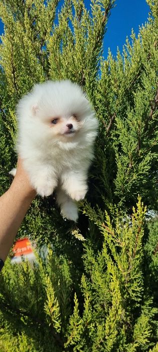 Померан мини померан