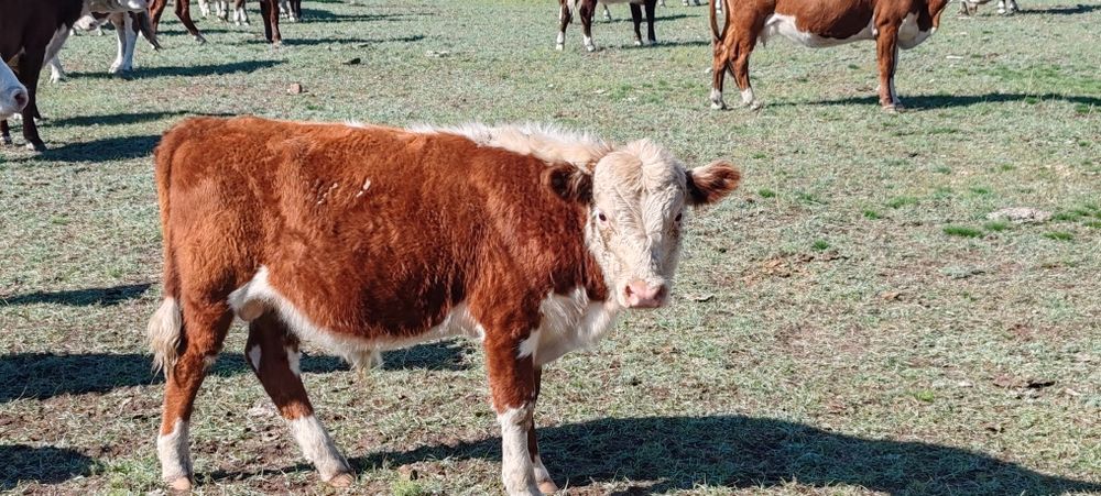 Продам бычков белоголовых и герефорд подсосных количестве 25 голов