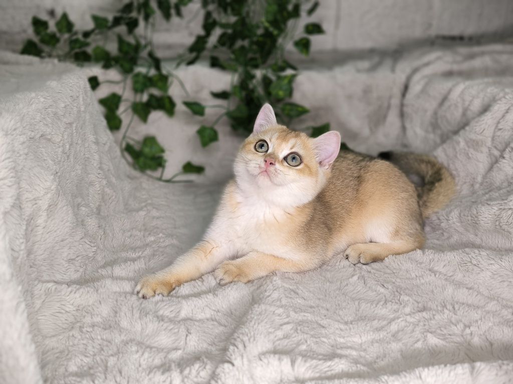 Vand fetita British shorthair golden chinchilla cu pedigree