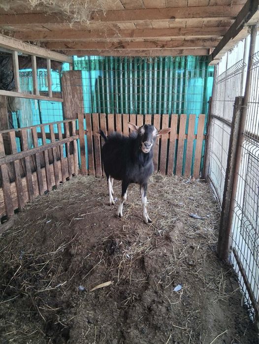 Vand capre sannen rasa pura