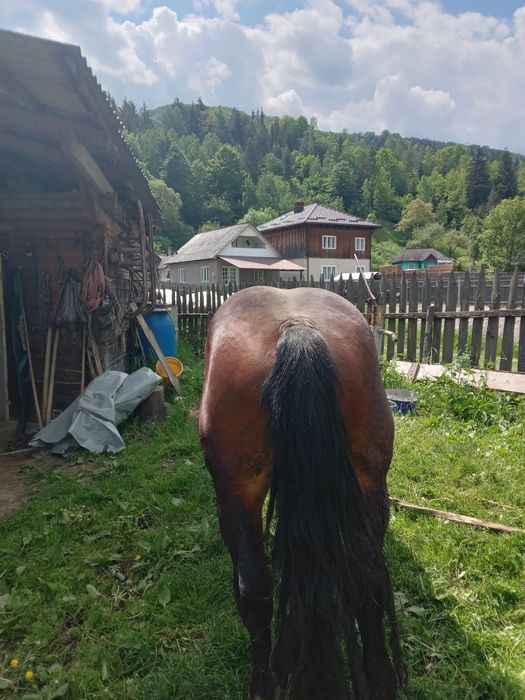 Vand armasar 5 ani