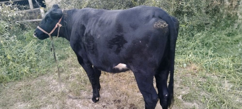 Срочно сатыладыыы