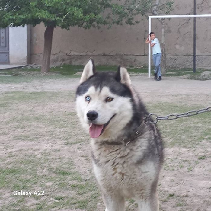 Xaski it zoti toza narxi 1 million  kelishtirib beramiz