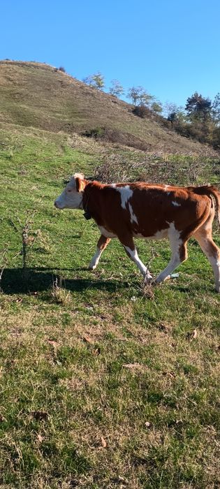 Vând vițauă bălțată