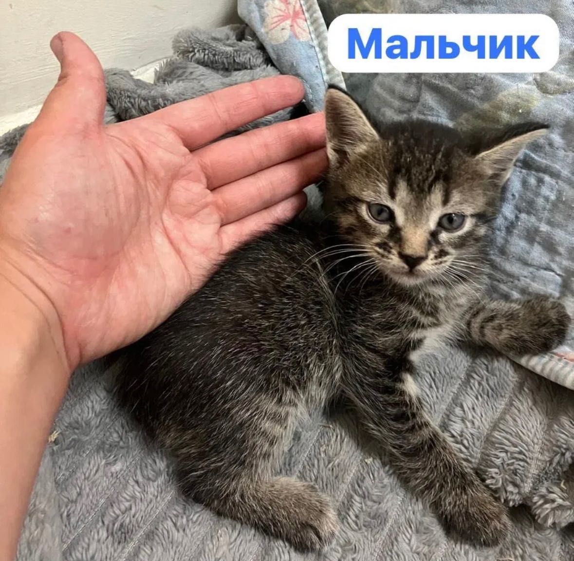 Отдам котят в добрые ручки