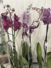 Орхидеи 3000