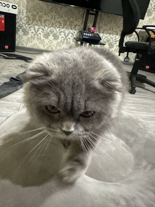 Mushuk 2 ta. O’g’il va qiz. skotish fold va strayt.