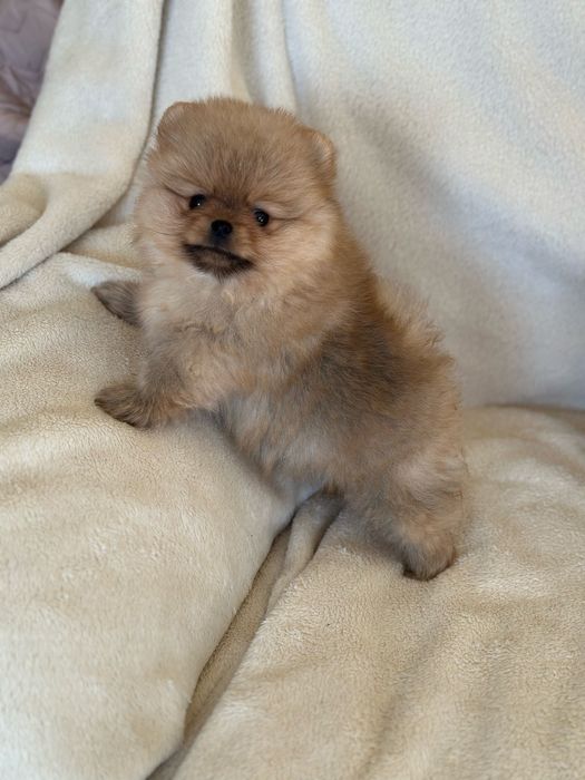 Чистокръвни Померанчета Момчета и Момиче