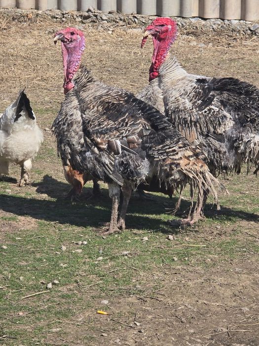 2 индюктын қоразы