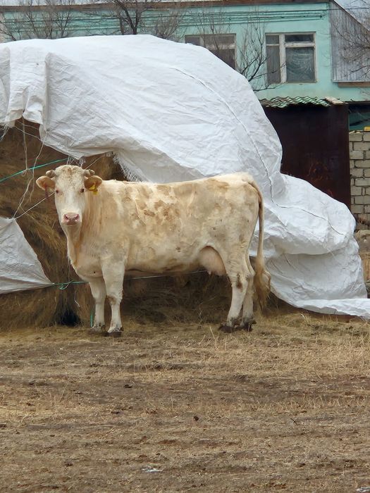 Продам дойных коров