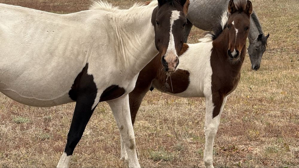 Продам кобылу с жеребенком