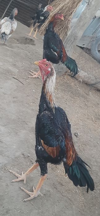 dakan  jo'jalar sotiladi