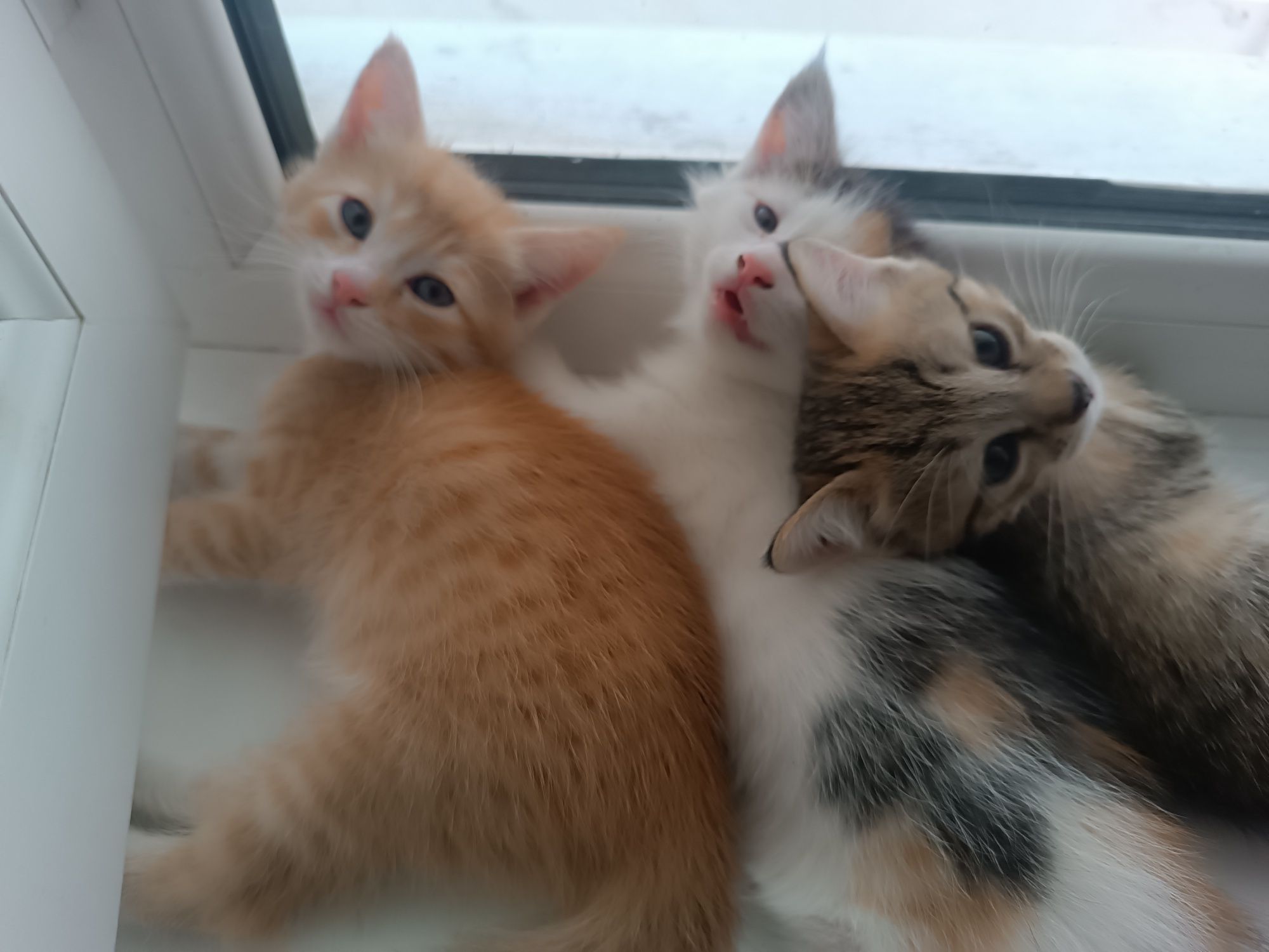 Отдаются даром котята