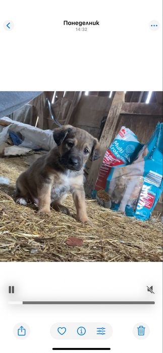 Подарявам кученца