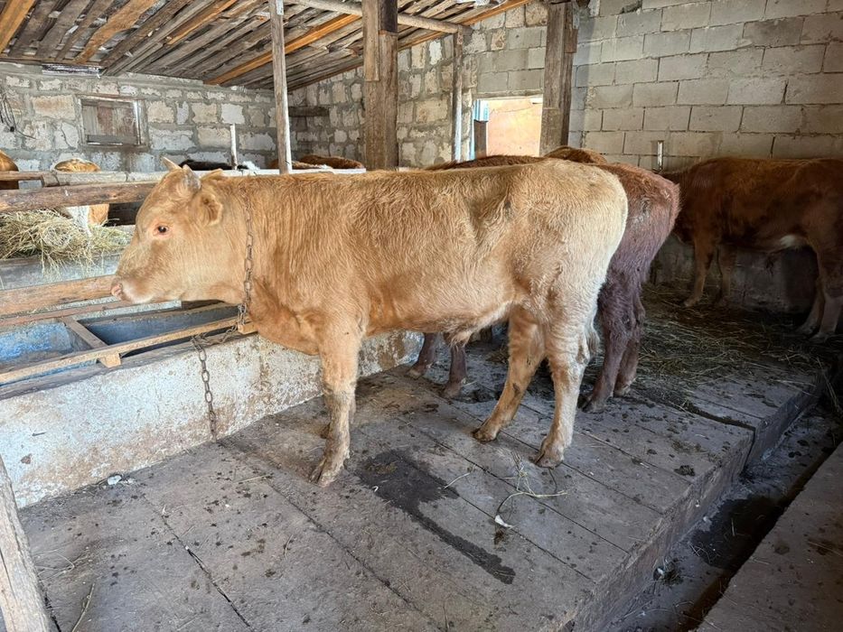 Продам бычков 6 голов полторашки (1,5)