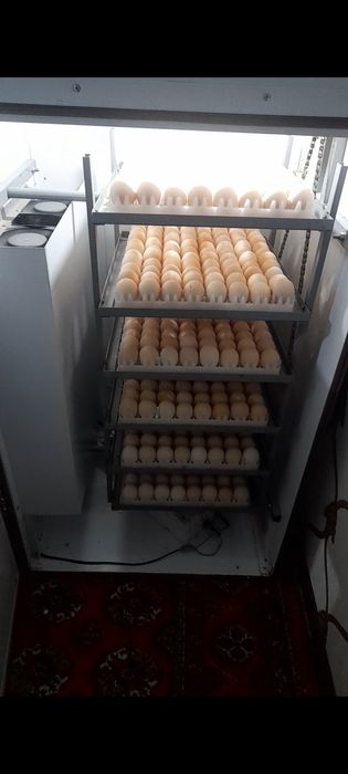 Заказга Ломан сенди жужа очириб бераман.