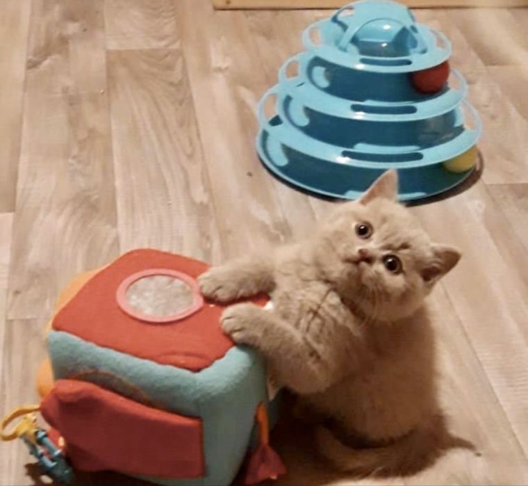 Британска късокосместа