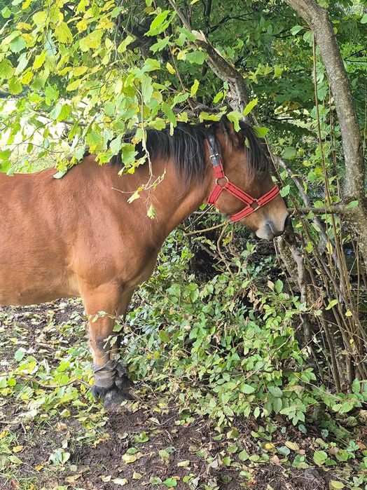 Vand cal 4 ani sau schimb cu Armasar negru