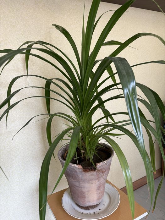 панданус комнатное растение