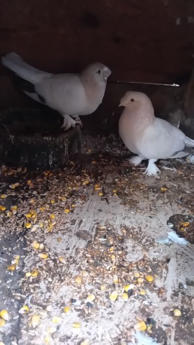 Продавам Мардини