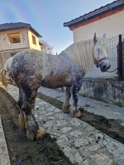 armasar de 6 ani