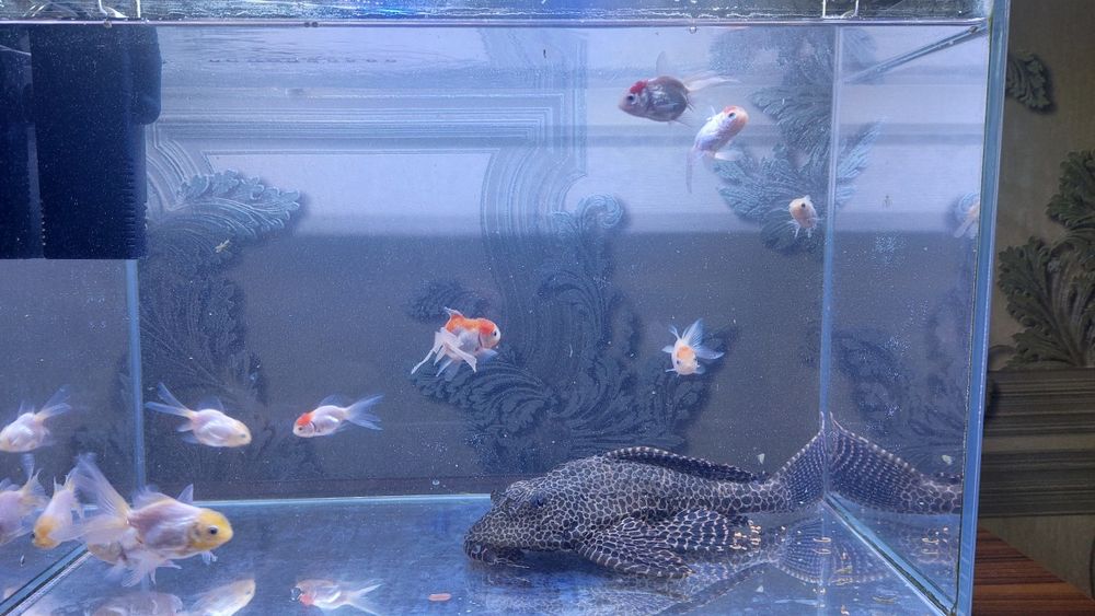 Аквариум  30литр