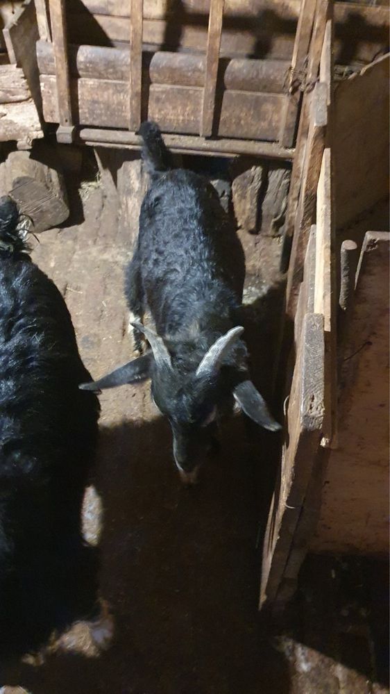 Продавам 3 броя малки яренца