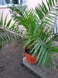 Palmieri Phoenix Canariensis