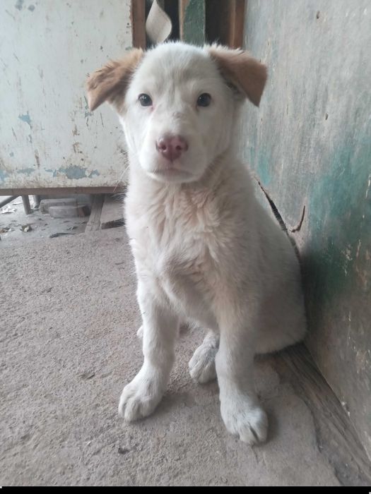 Отдам щенка даром