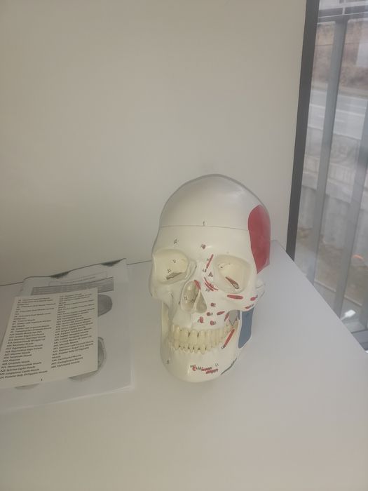 Craniu pentru anatomie – cu structuri osoase și insertii musculare