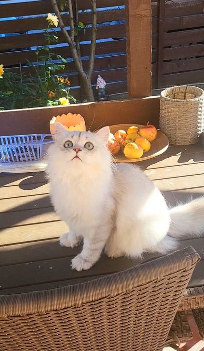 British longhair baiat iubitor cu pedigree