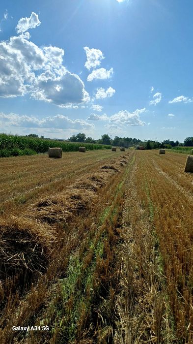 Vand baloti de paie de grau.