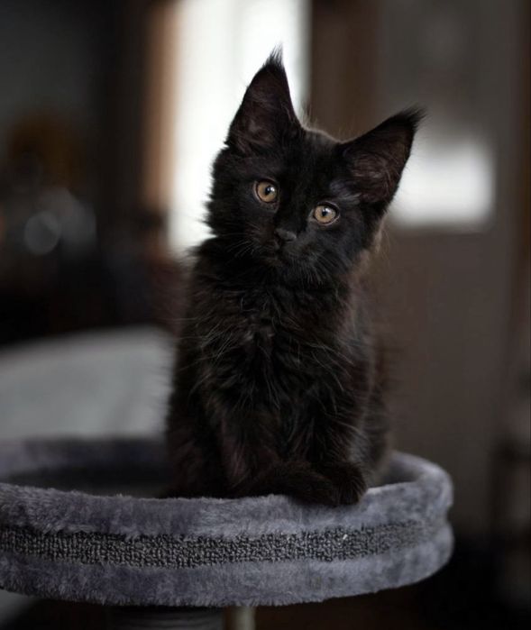 Томас-3 месяца мальчик только в квартиру