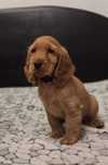 Cocker Spaniel de vanzare culoare aurie,foarte afectuoasa/transport