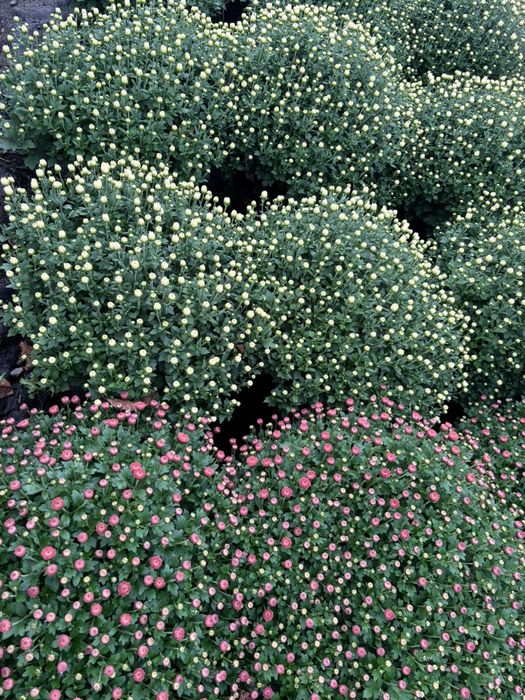 Crizanteme si Panselute