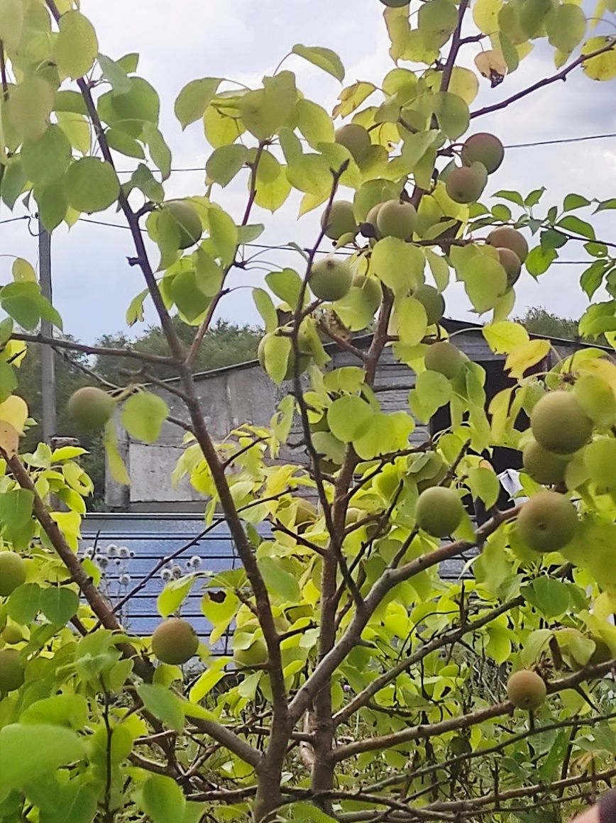 Яблоня Груша Вишня