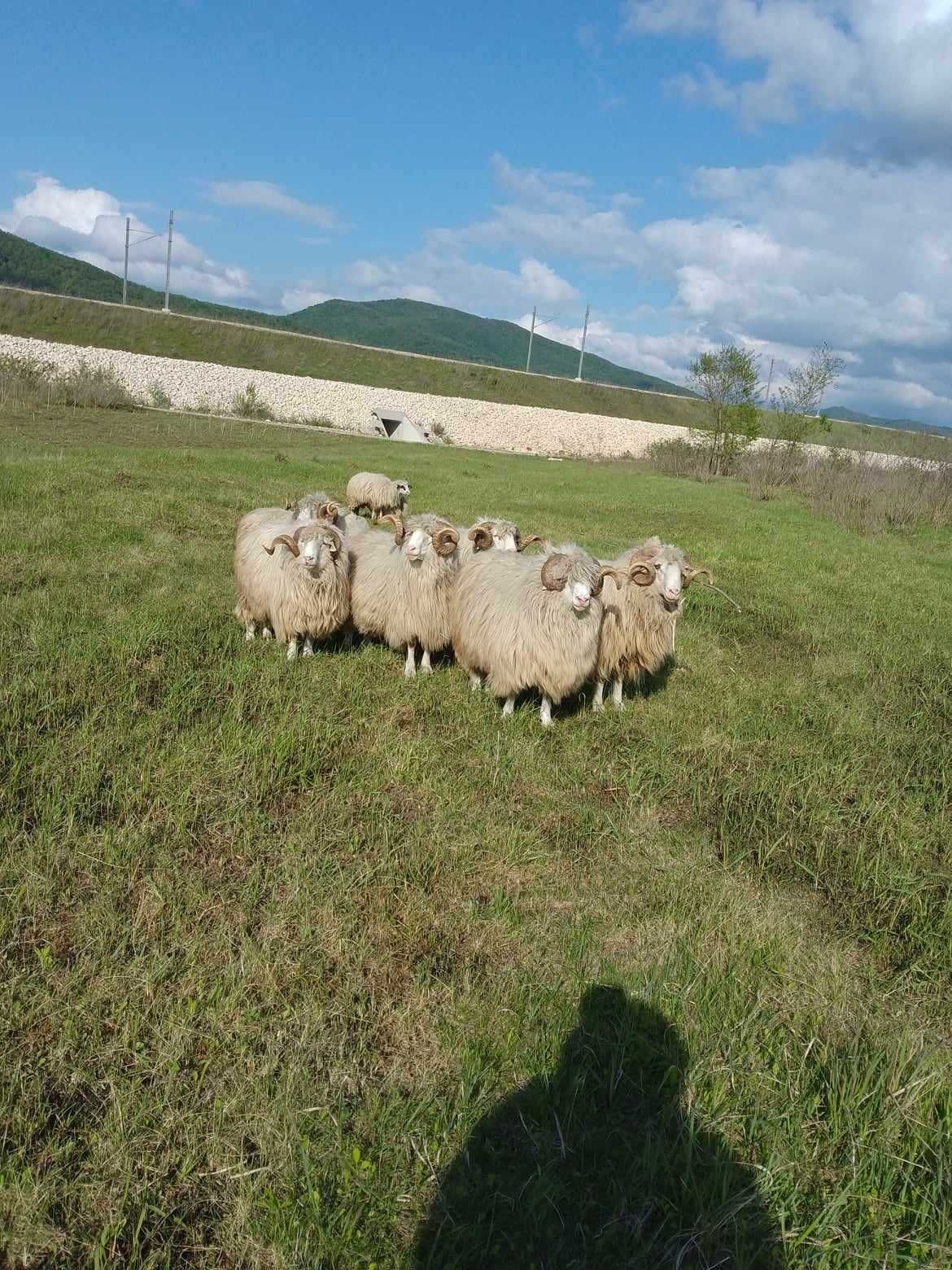 Turma de oi cu miei