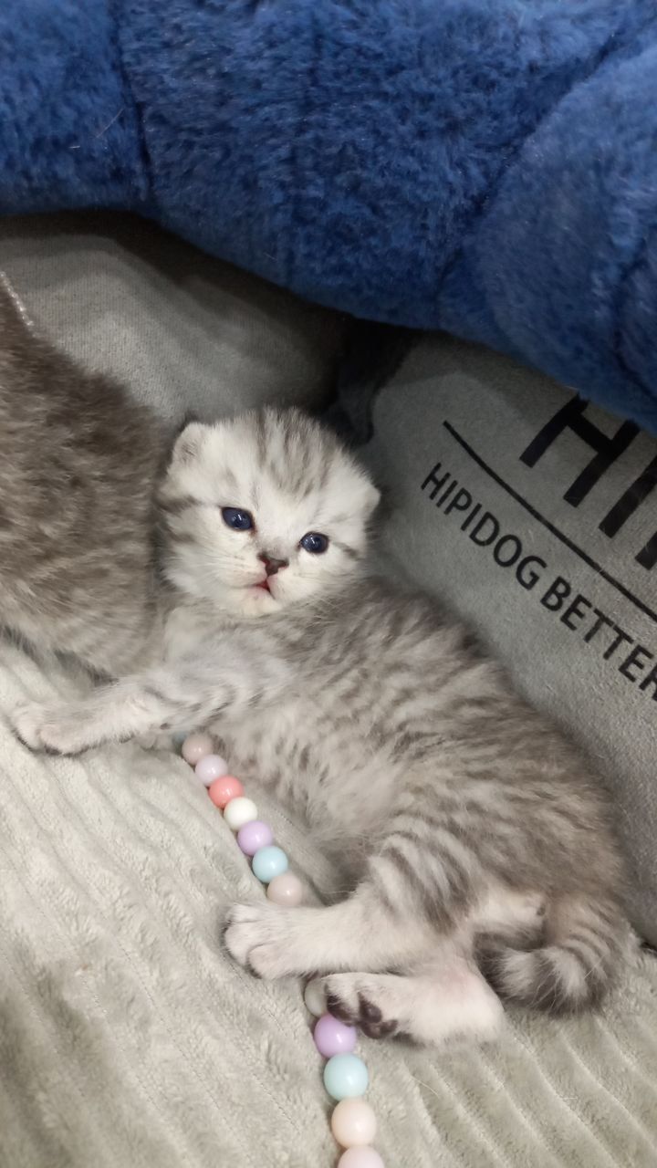 Продаются котята шотландской породы