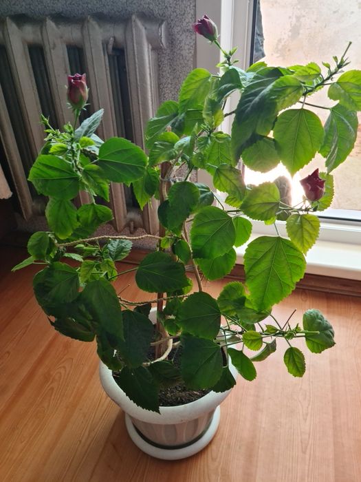 Цветок китайская роза