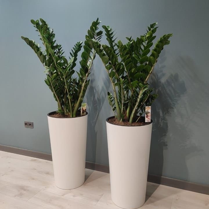 Офисные растения в горшках цветы ofis uchun gullar