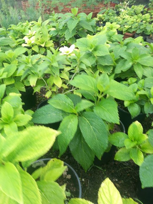 Vând laur englezesc la ghiveci și hortensi la ghiveci  mari