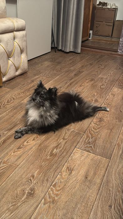 Предлагается к вязке кобель померанского шпица в окрасе Мерле