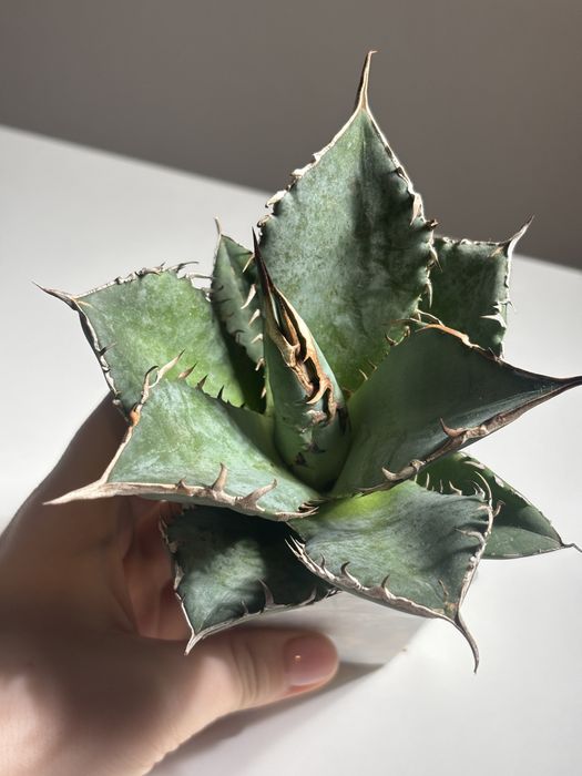 Agave titanota коллекционное растение