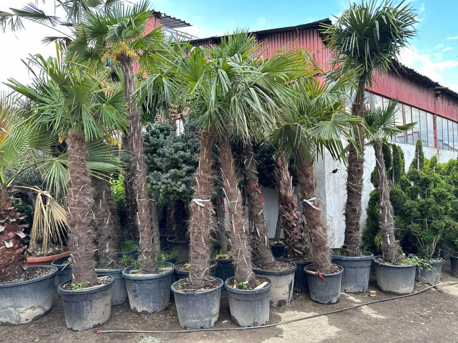 Artar Rosu Japonez, Palmier Pheonix, Cycas, Trachycarpus !