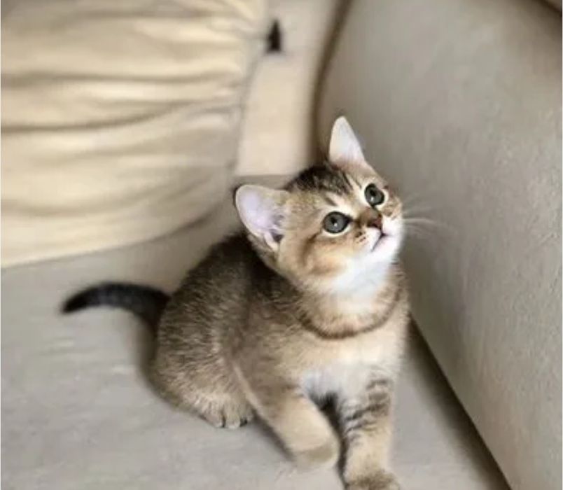 Продаётся  шотландский котёнок Скотиш Страйт.