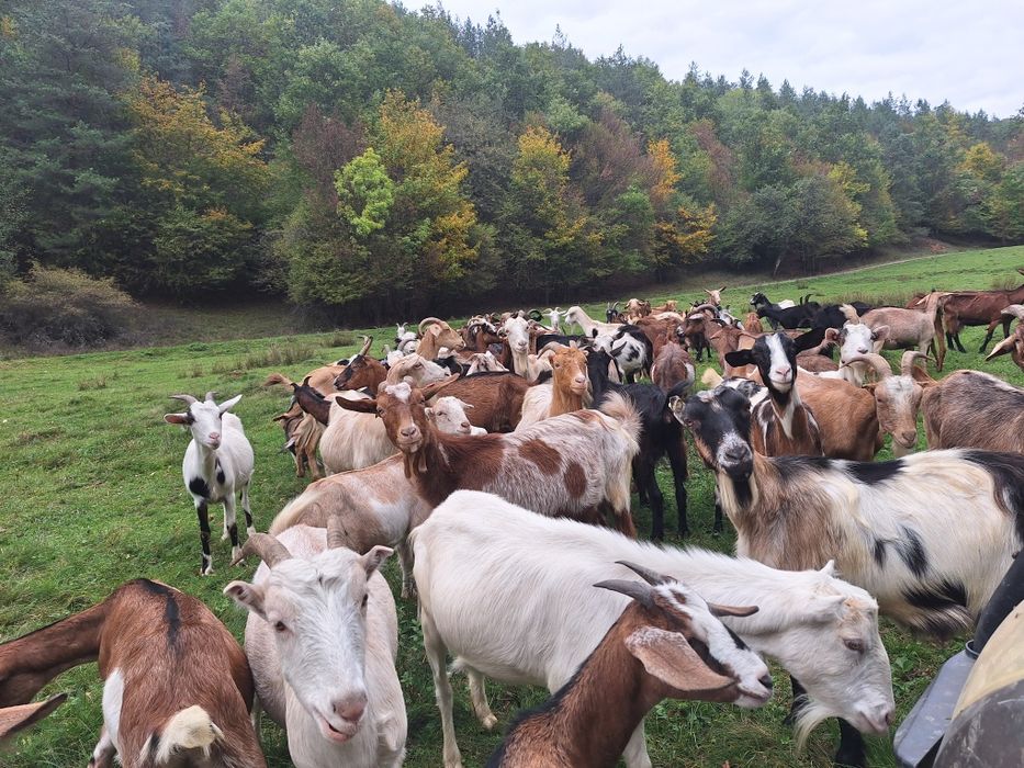 Vand 15capre gestante