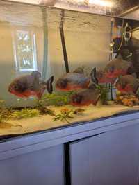Pesti piranha red