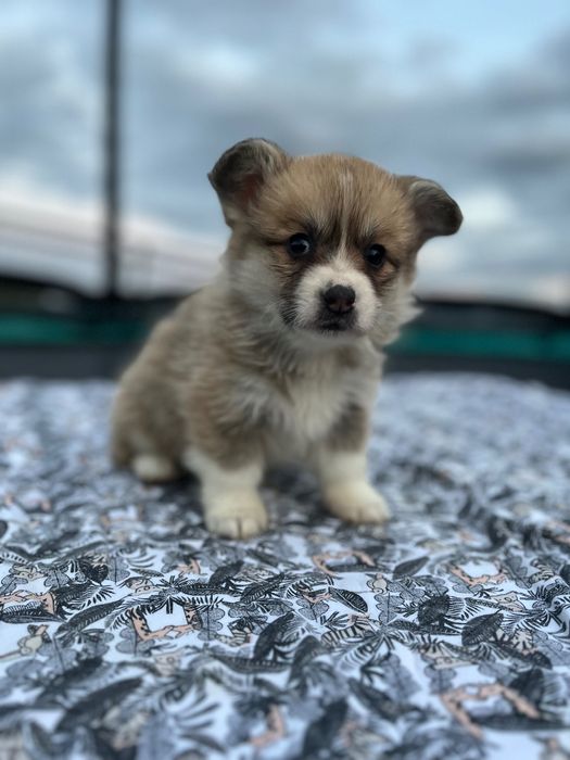 Welsh Corgi pembroke